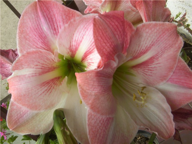 amarillis